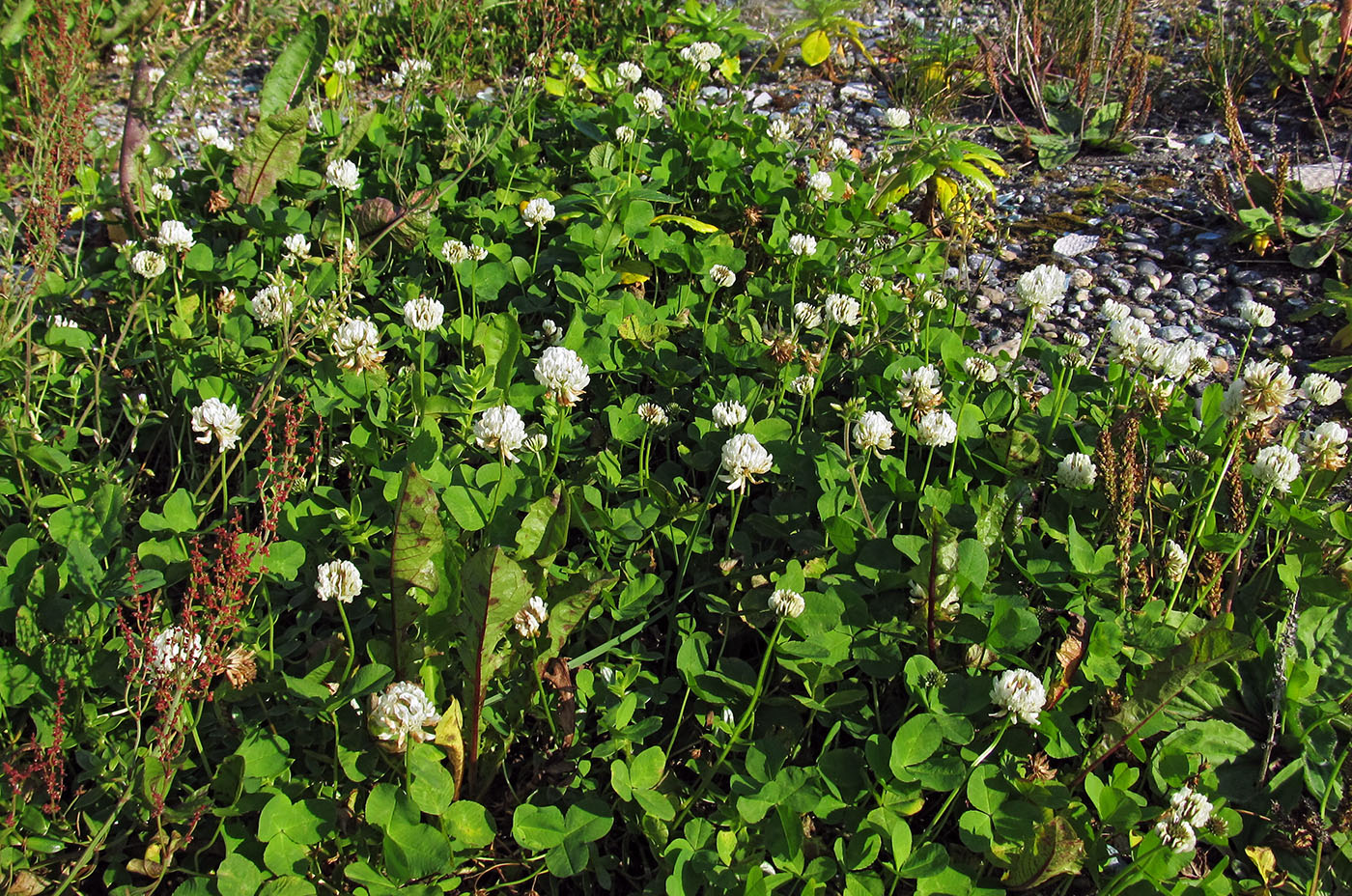 Image of Trifolium repens specimen.