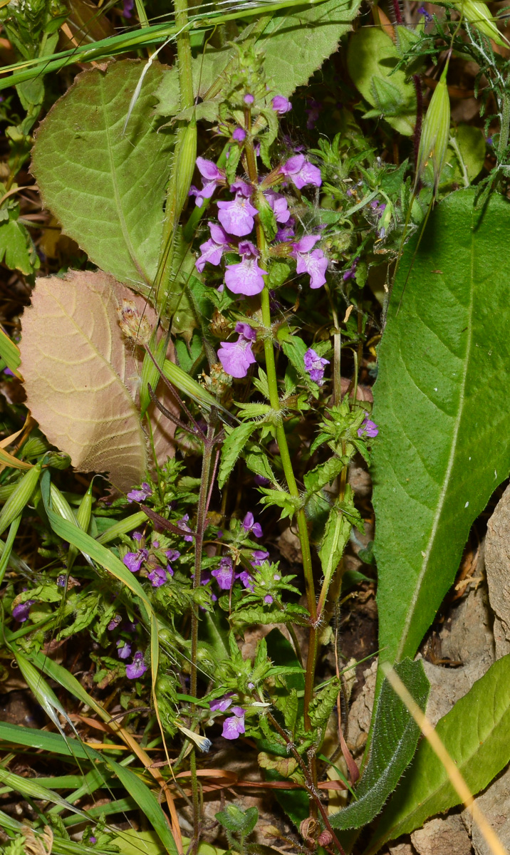 Image of Stachys neurocalycina specimen.