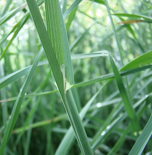 Image of Dactylis glomerata specimen.