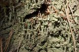 genus Cladonia. Слоевище с подециями. Средний Урал, Пермский край, Кунгурский р-н, правый берег р. Сылва, южный склон камня Ермак, сосновый бор, на стволе сосны. 7 апреля 2018 г.