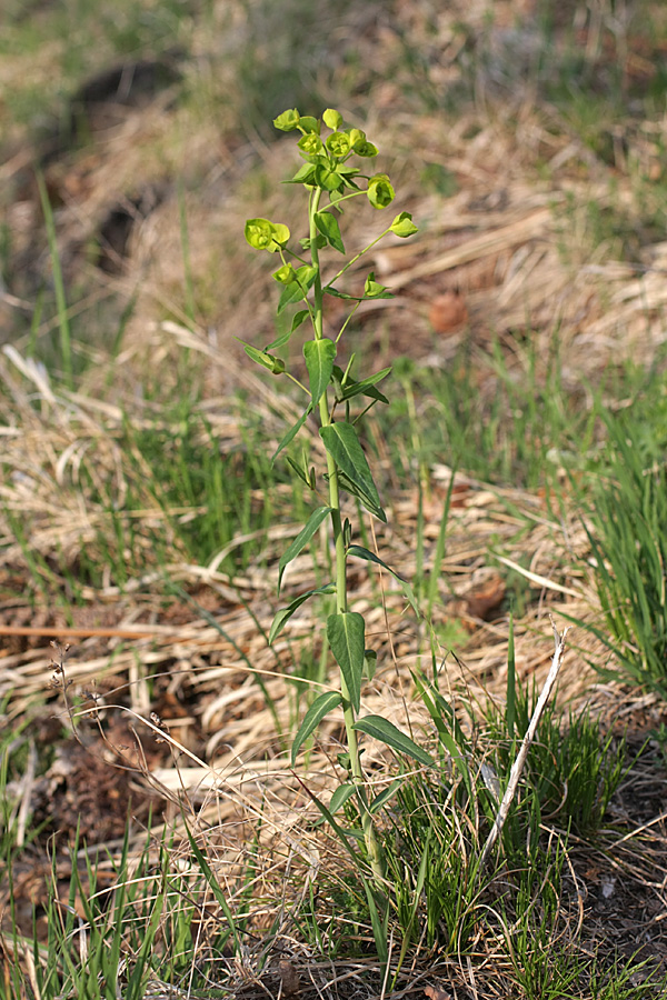 Image of Euphorbia iberica specimen.