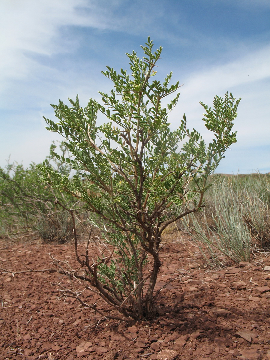 Изображение особи Eversmannia subspinosa.