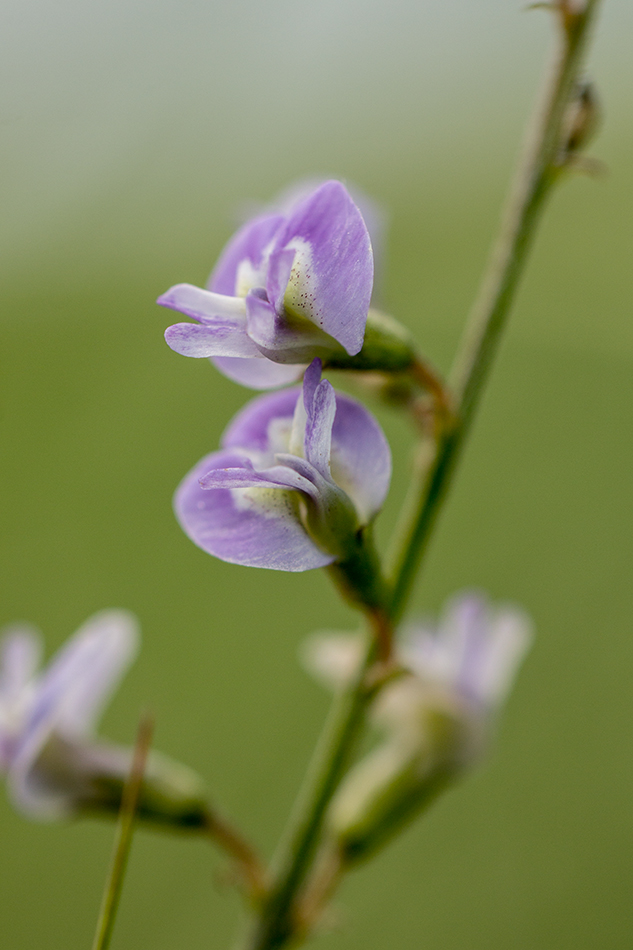 Image of Astragalus austriacus specimen.