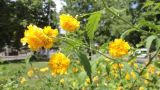 Kerria variety pleniflora