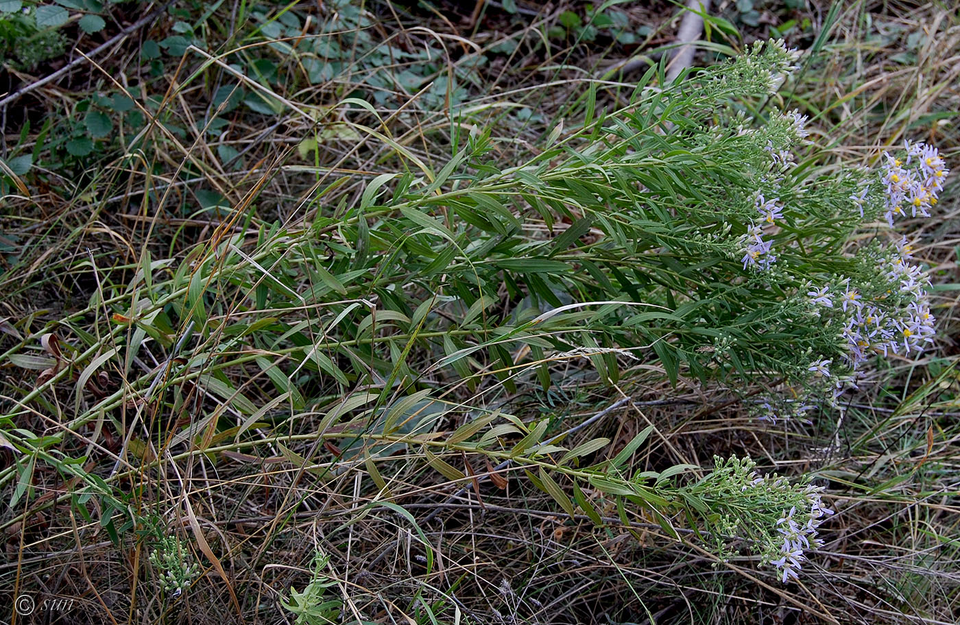 Изображение особи Galatella dracunculoides.