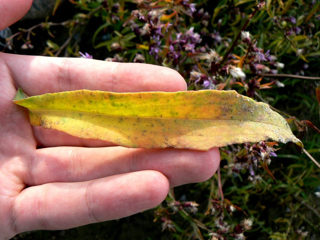 Image of Tripolium pannonicum ssp. tripolium specimen.