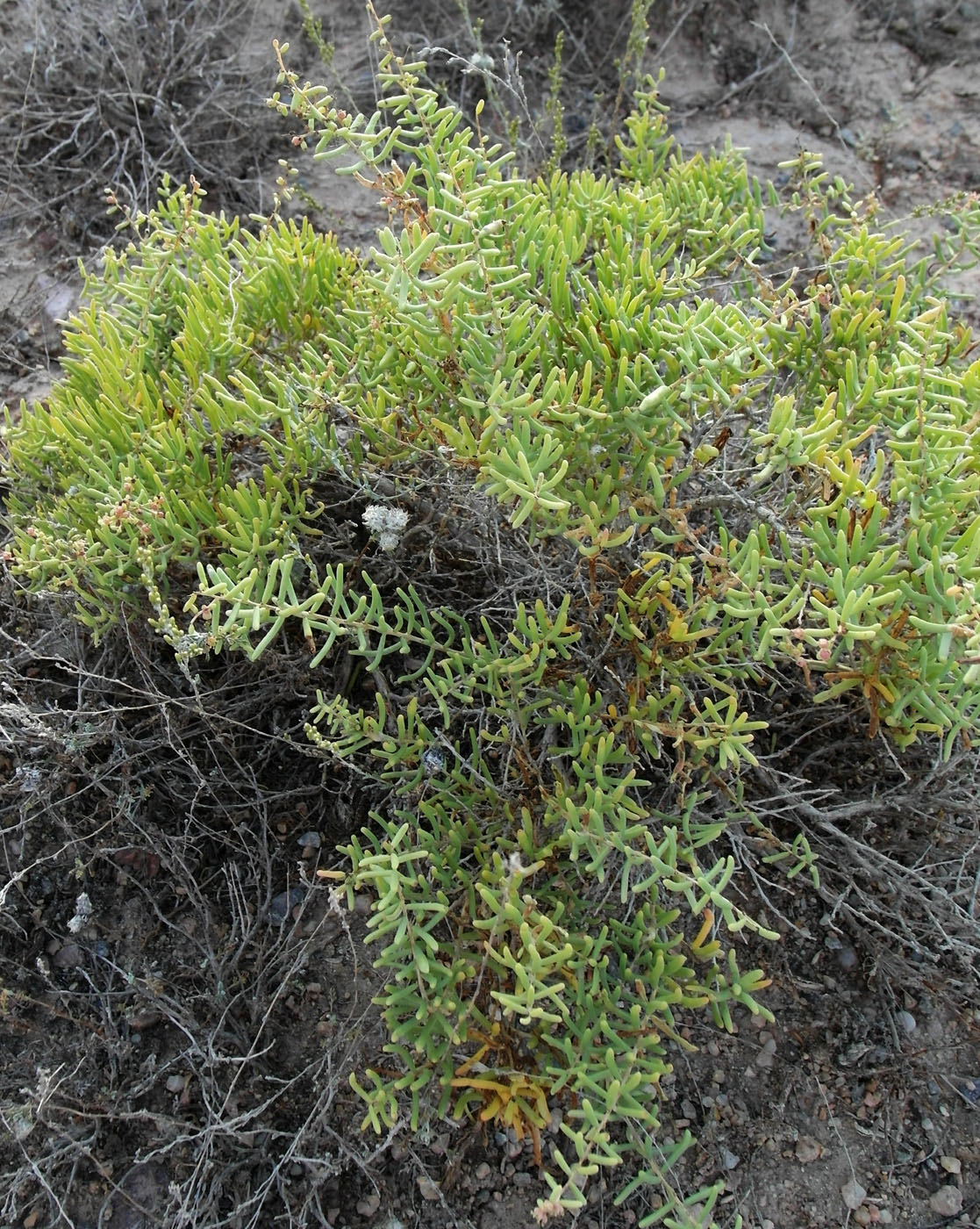 Image of Suaeda physophora specimen.