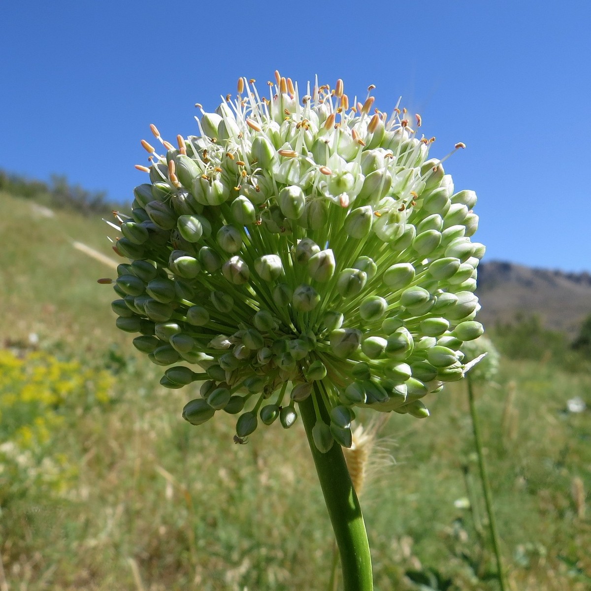 Image of Allium drobovii specimen.