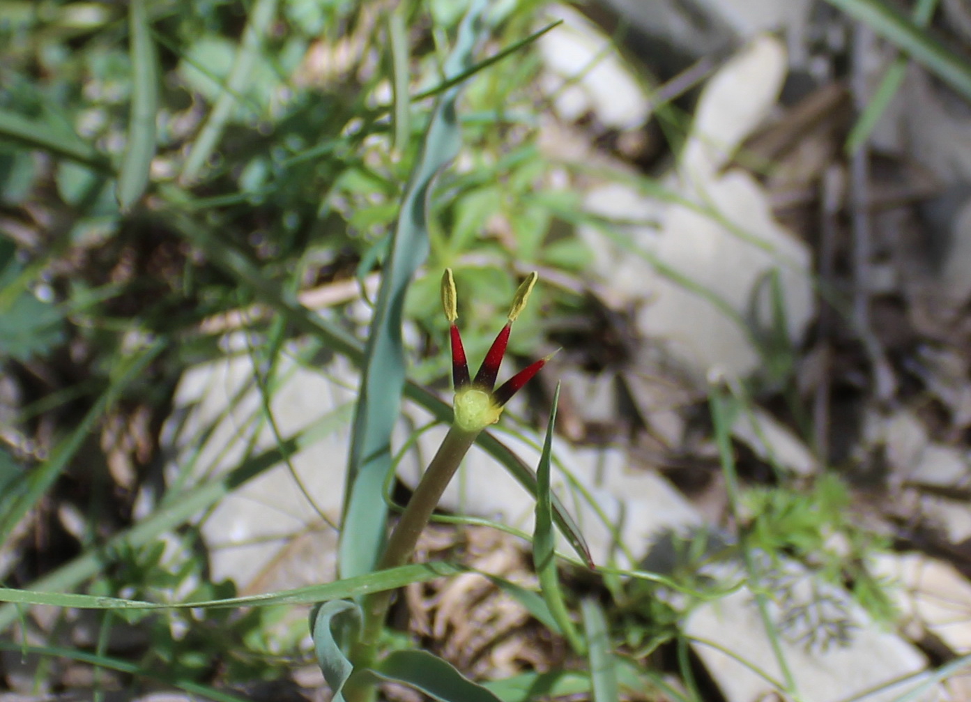 Image of Tulipa wilsoniana specimen.