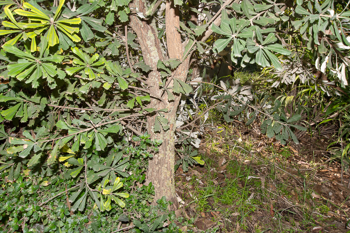 Image of Banksia integrifolia specimen.