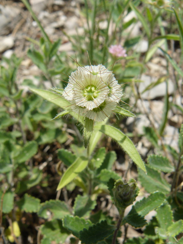 Image of Lomelosia micrantha specimen.