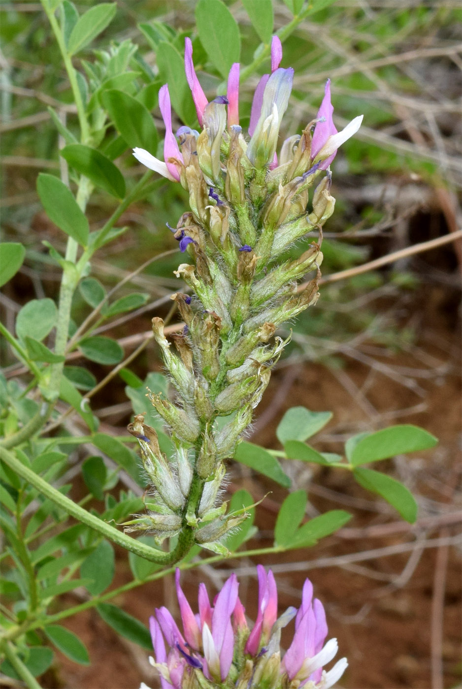 Изображение особи Astragalus ugamicus.