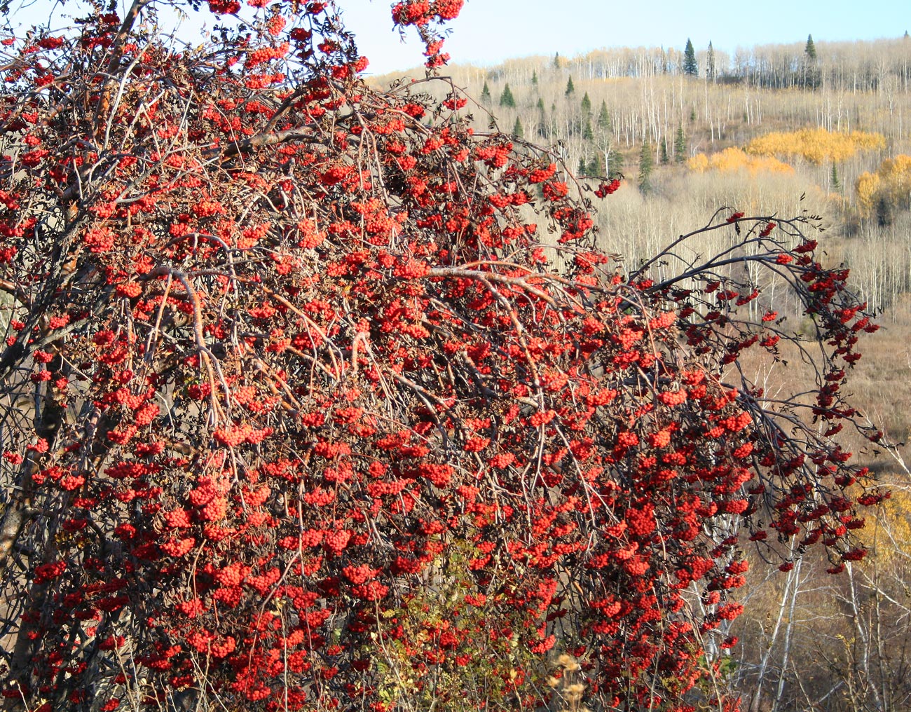 Изображение особи Sorbus sibirica.