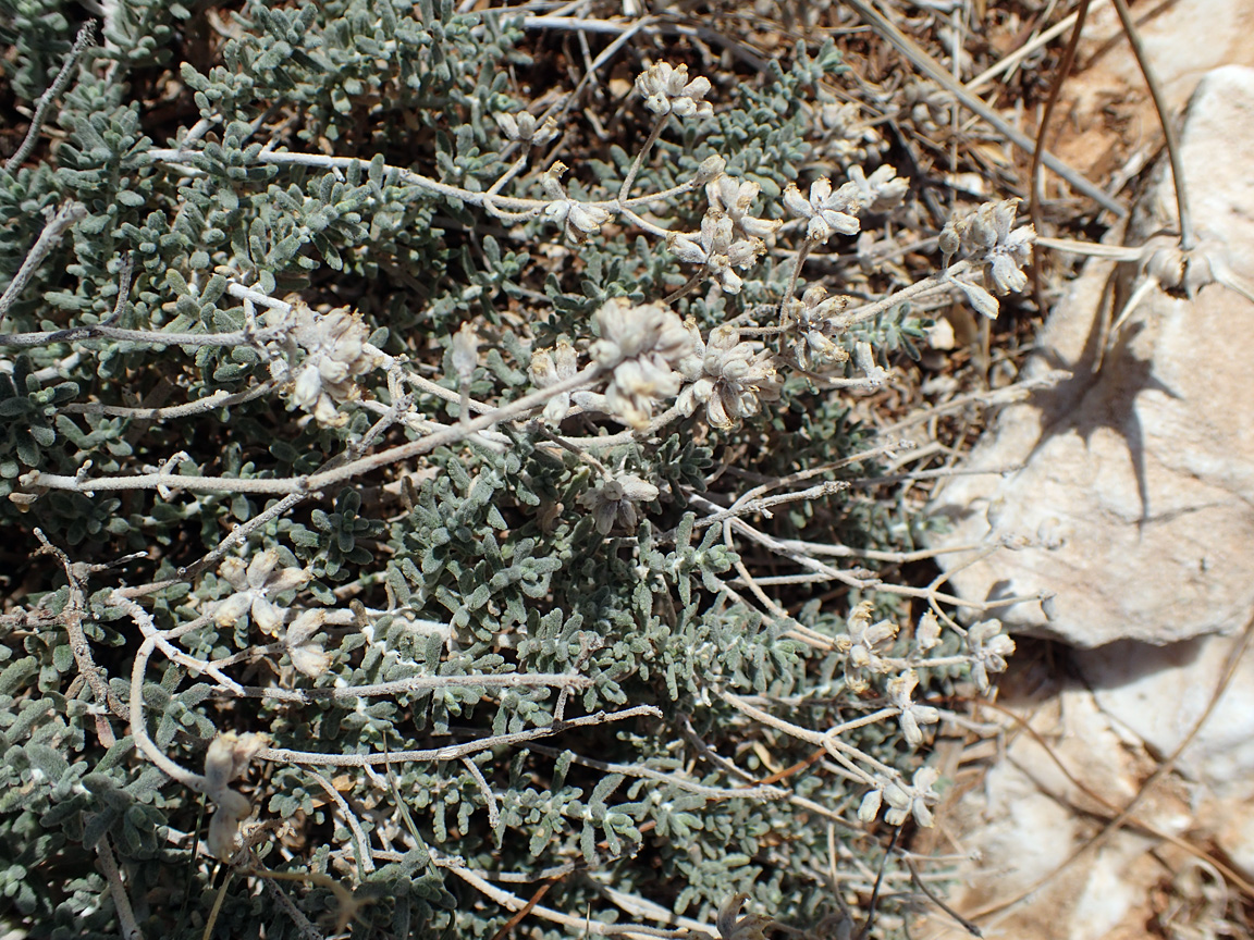 Image of Teucrium capitatum specimen.