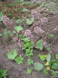 Смотреть изображение Petasites hybridus