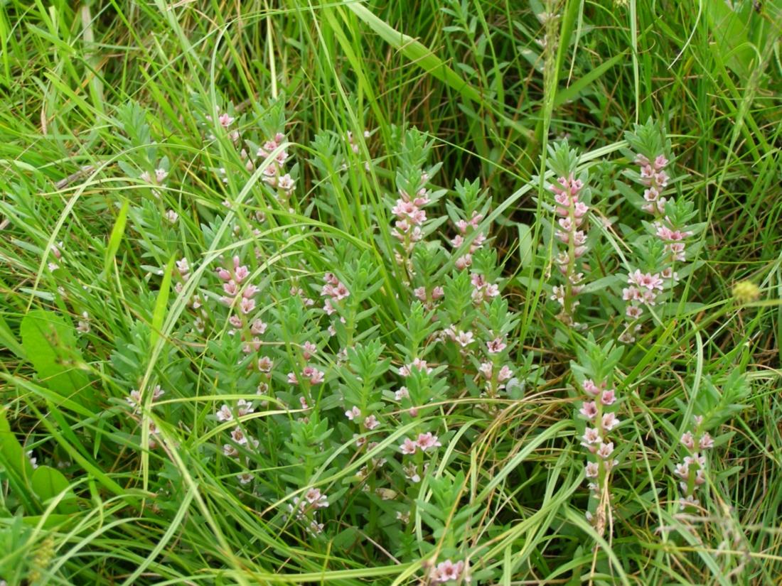 Image of Glaux maritima specimen.