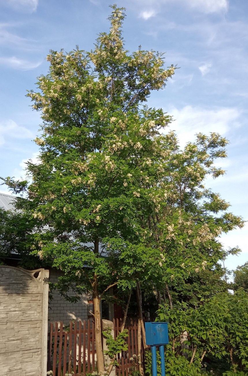 Image of Robinia pseudoacacia specimen.