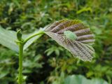 Alnus glutinosa. Молодой лист с сидящей личинкой клопа щитника зелёного древесного (Palomena prasina). Марий Эл, г. Йошкар-Ола, Сосновая роща, болото. 15.08.2018.