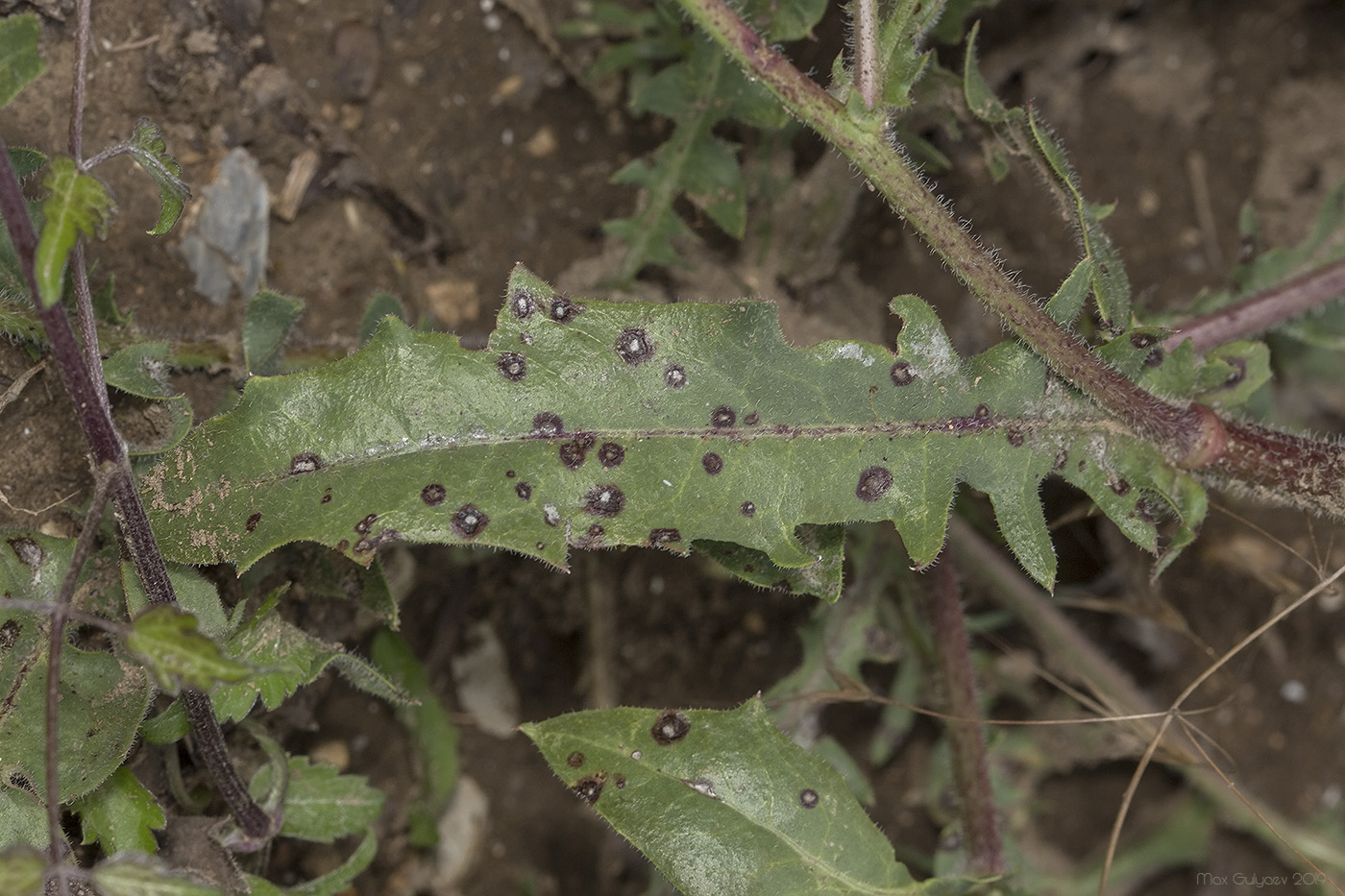 Image of Crepis rhoeadifolia specimen.