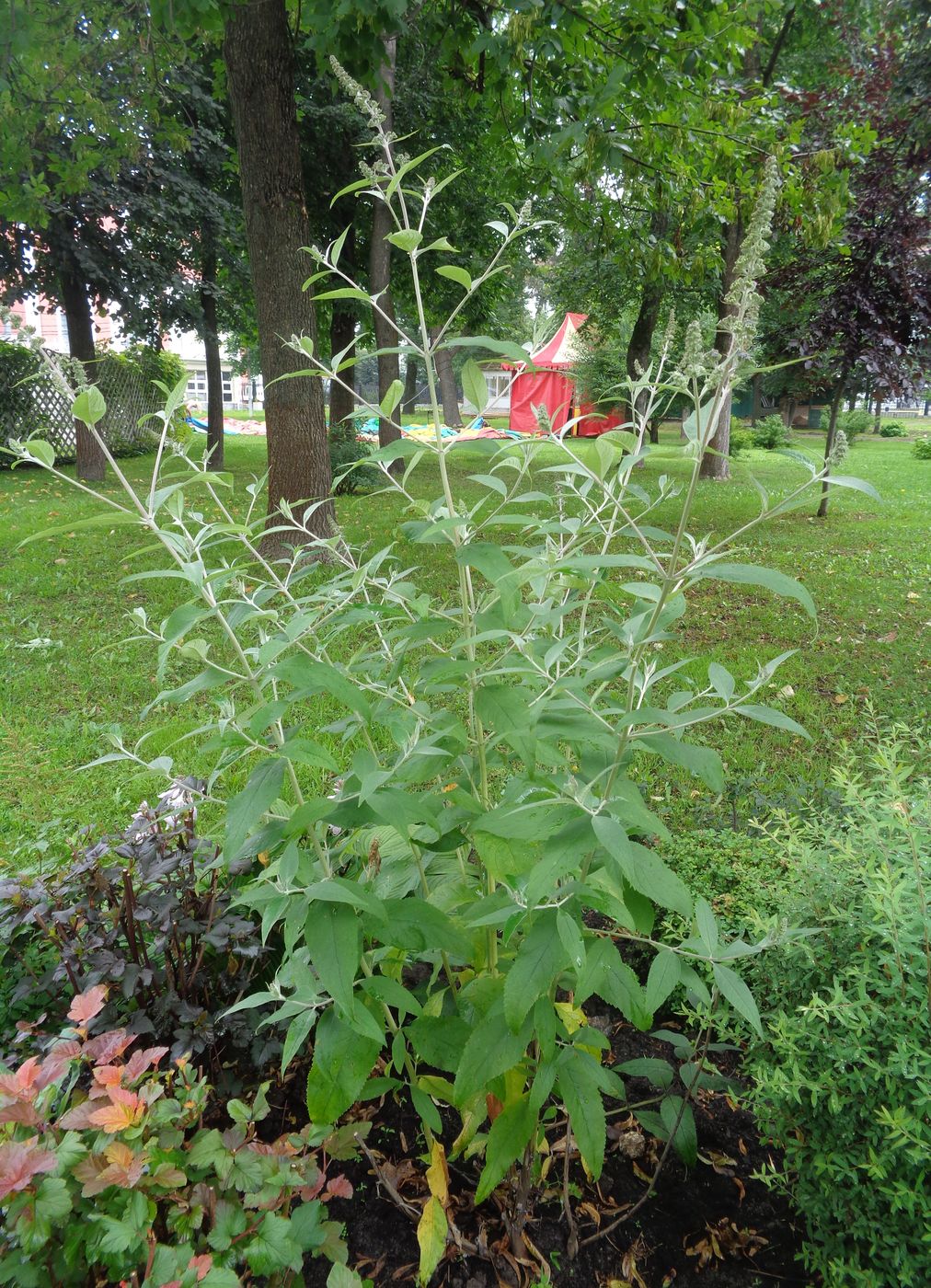 Изображение особи Buddleja davidii.