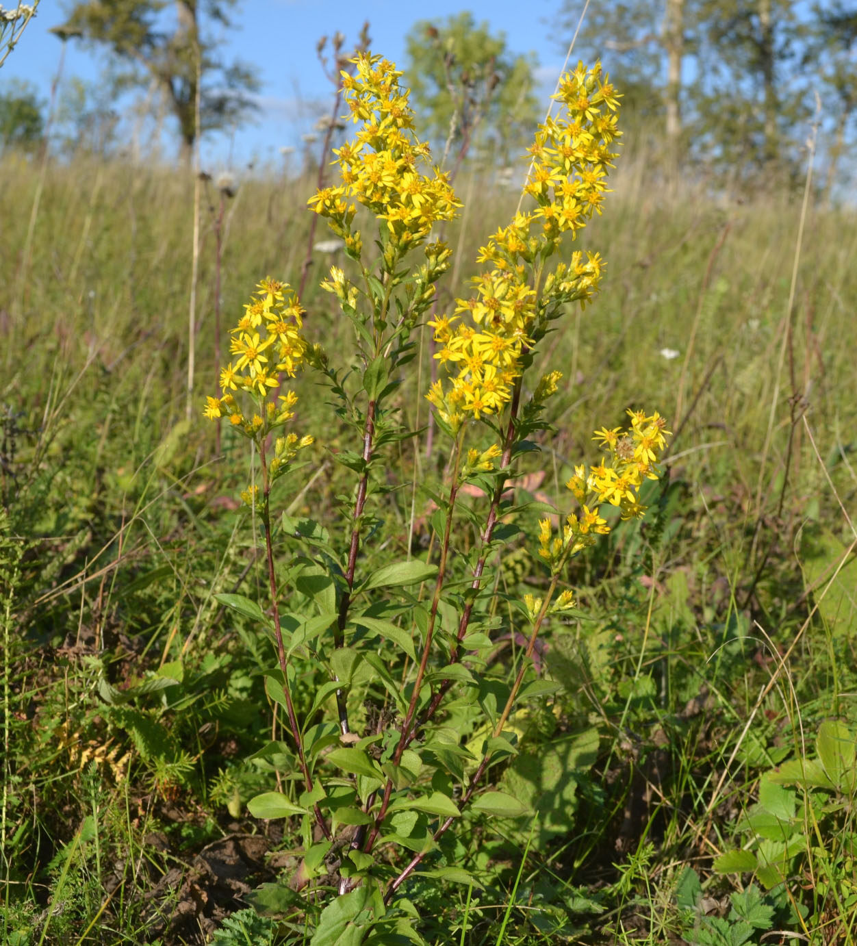 Image of Solidago virgaurea specimen.