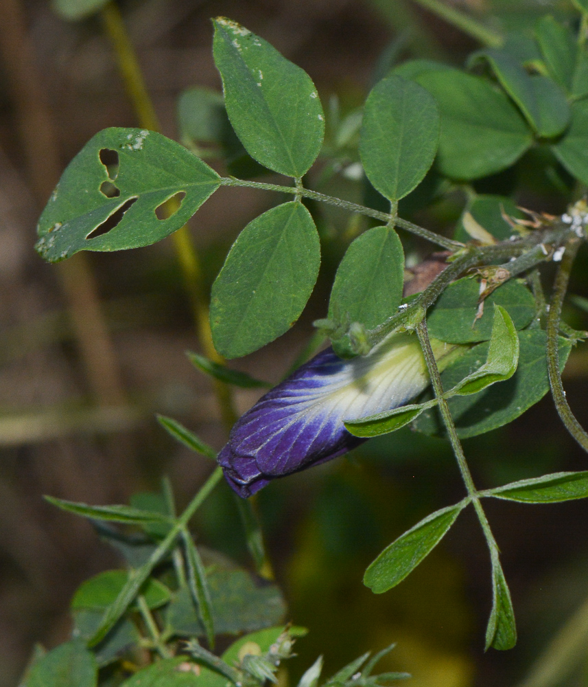 Изображение особи Clitoria ternatea.