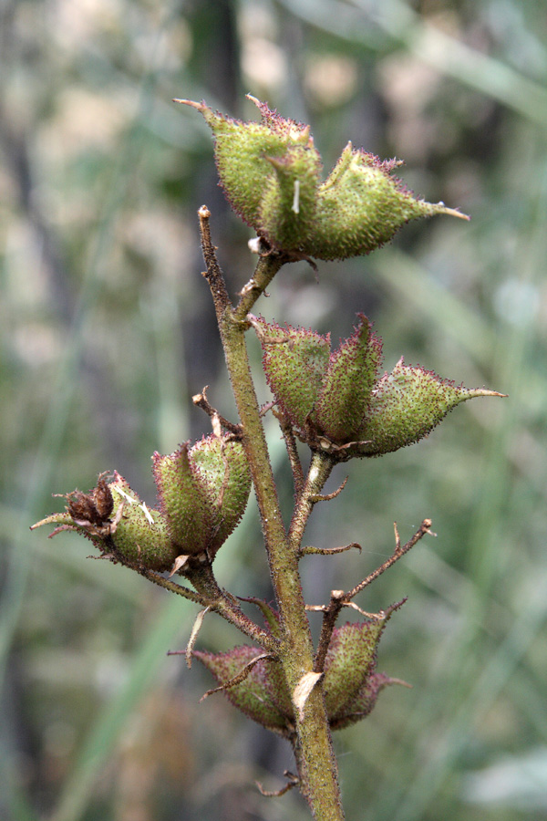 Image of Dictamnus angustifolius specimen.