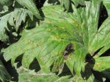 Aconitum orientale