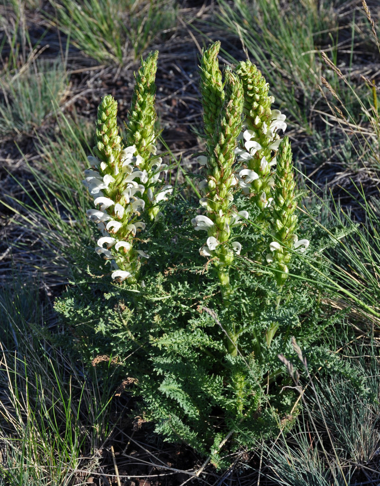 Изображение особи Pedicularis achilleifolia.