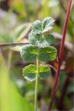 Pimpinella nigra. Лист. Псковская обл., Печорский р-н, Изборско-Мальская долина восточнее оз. Городищенское, суходольный разнотравно-злаковый луг. 03.08.2019.