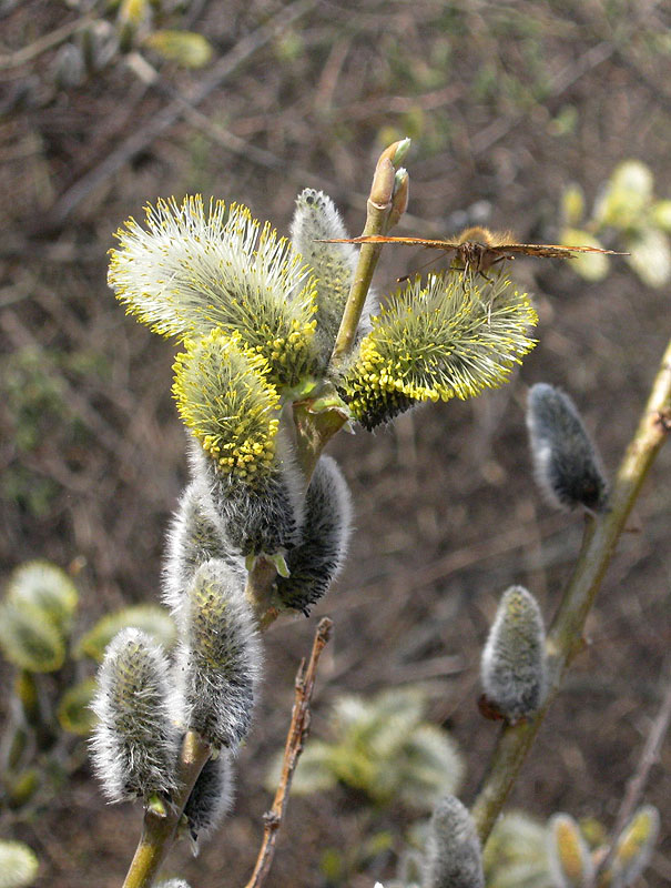 Image of Salix caprea specimen.