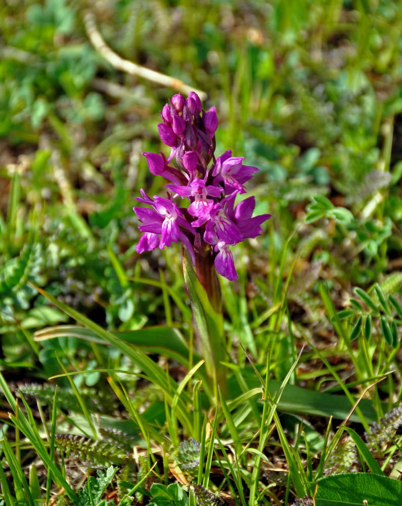 Image of Dactylorhiza salina specimen.