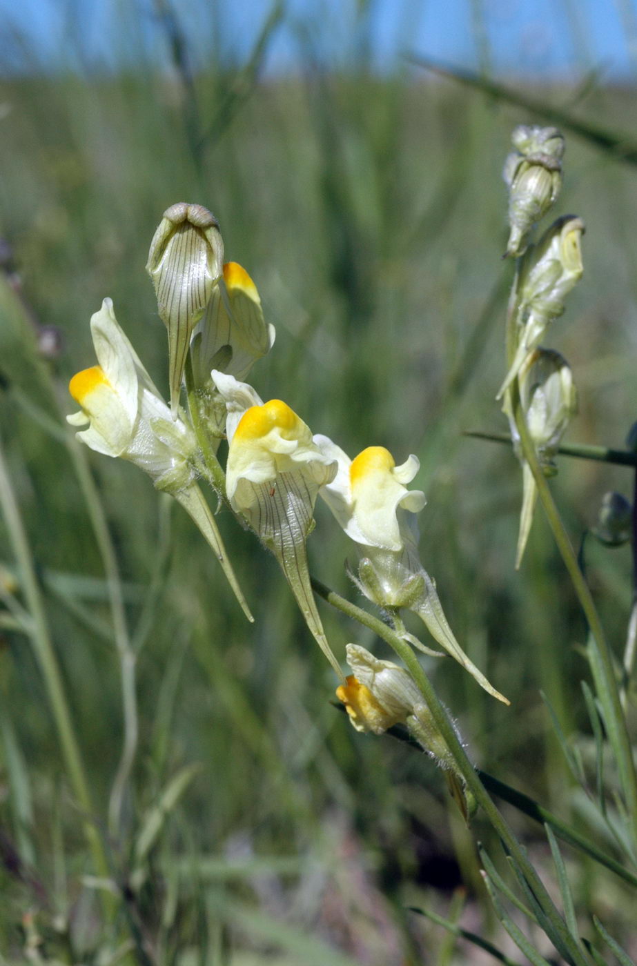 Image of Linaria incompleta specimen.