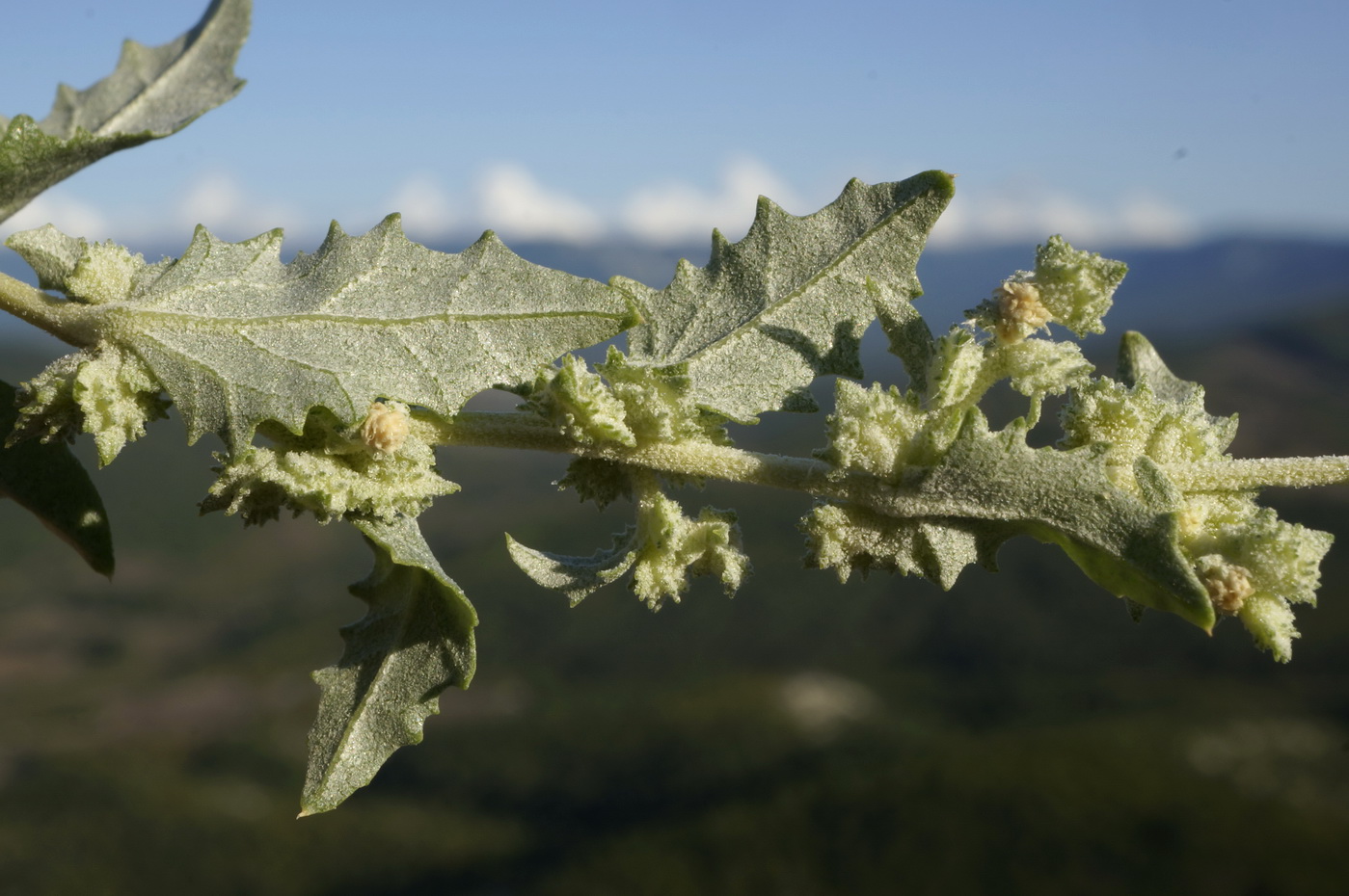 Изображение особи Atriplex rosea.