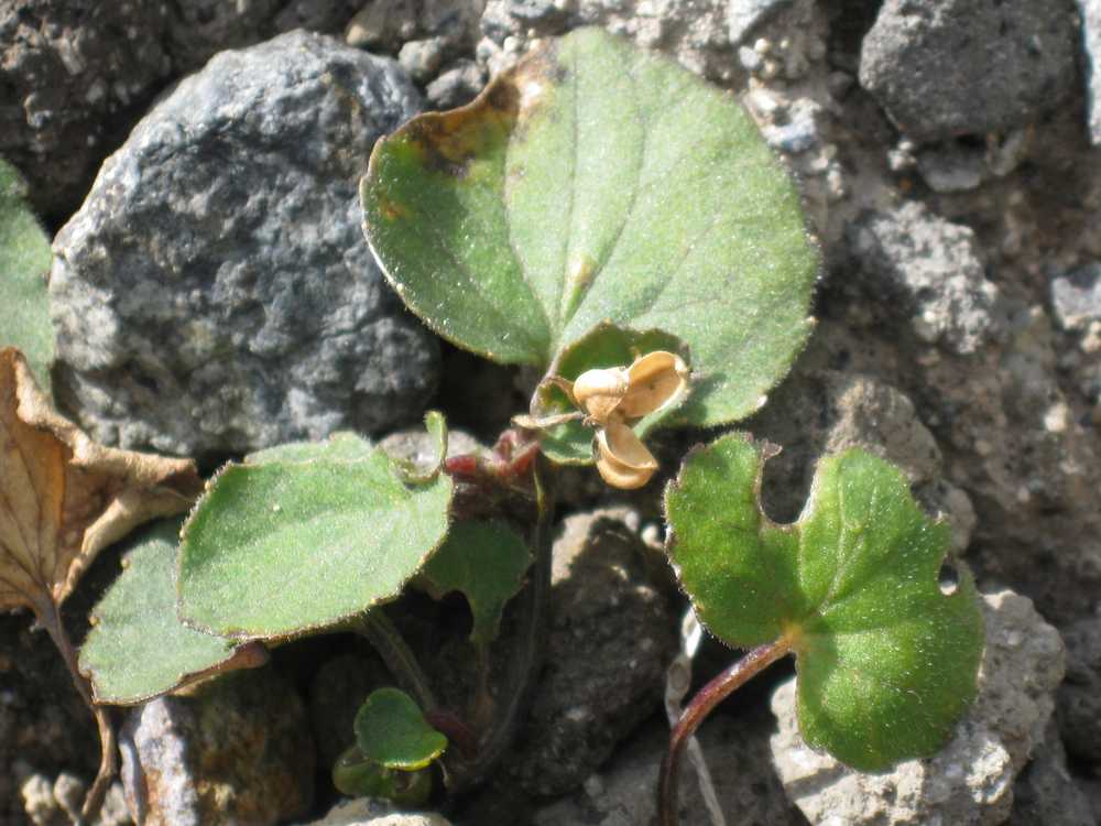 Image of Viola avatschensis specimen.