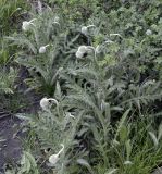 Papaver orientale