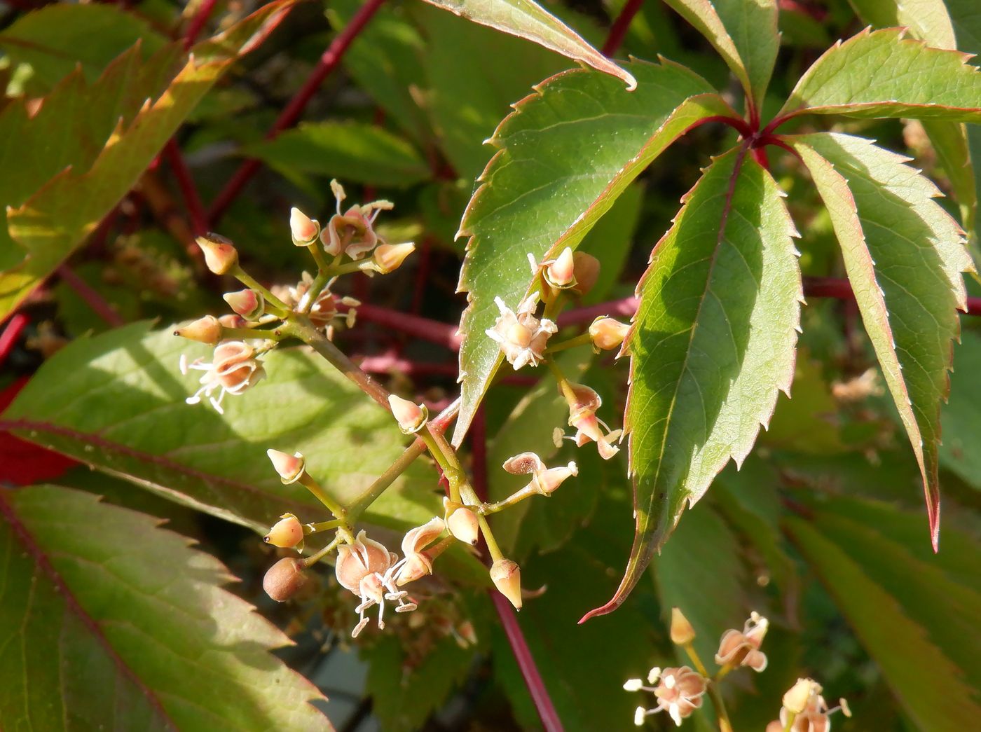 Image of Parthenocissus inserta specimen.