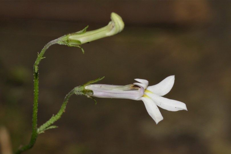 Image of Lobelia vanreenensis specimen.