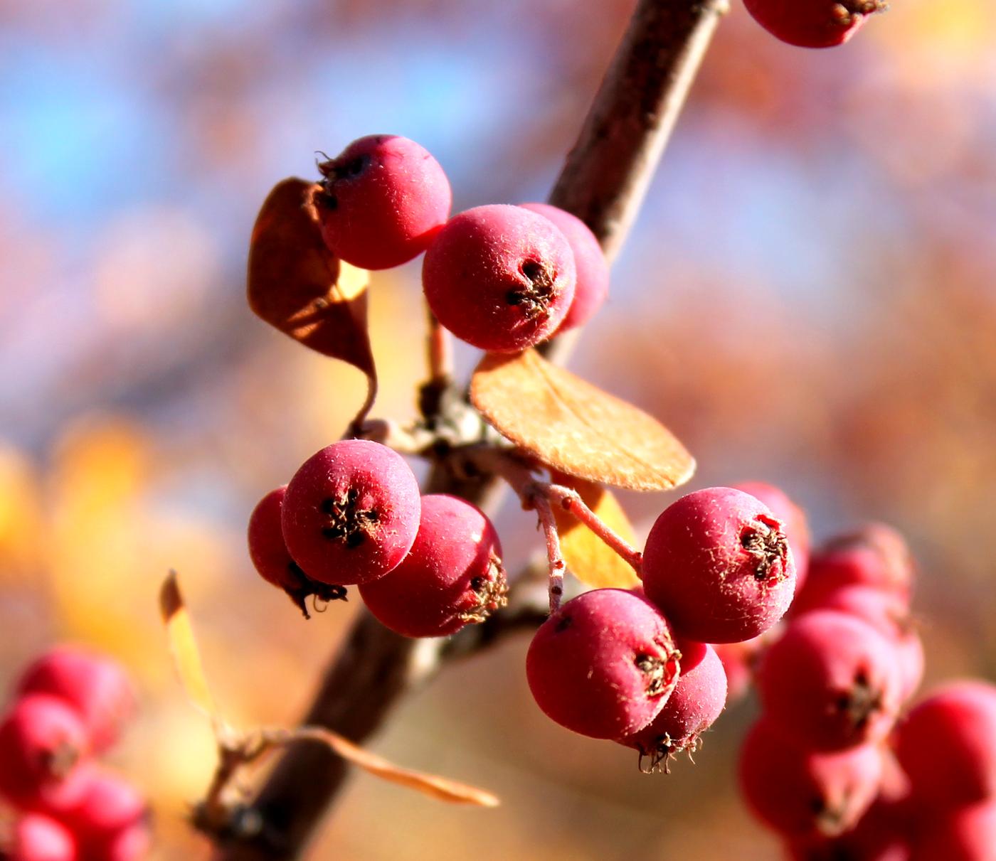 Изображение особи Cotoneaster karatavicus.