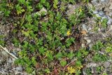 Potentilla tobolensis