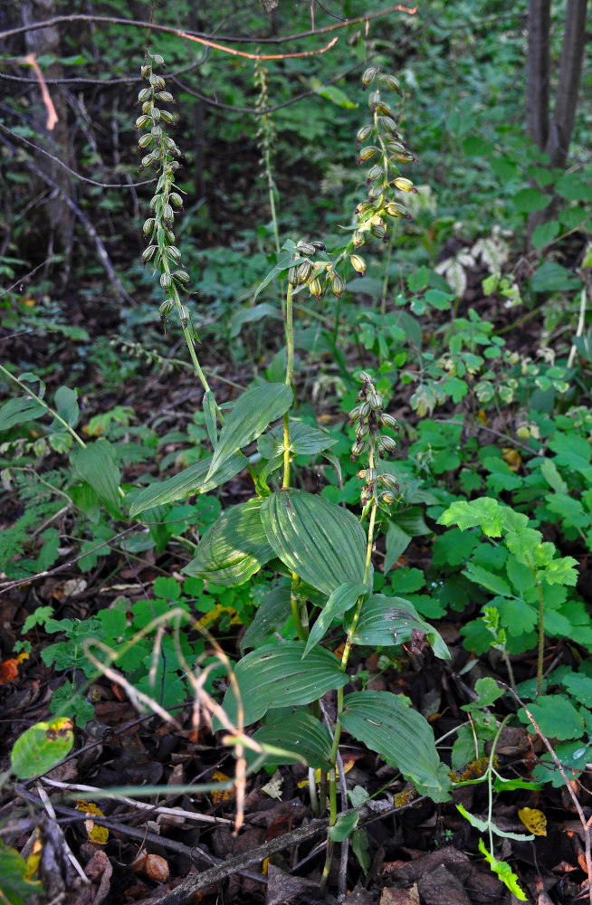 Изображение особи Epipactis helleborine.