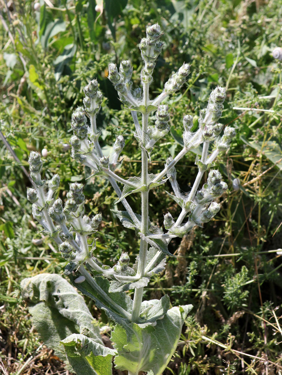 Image of Salvia aethiopis specimen.