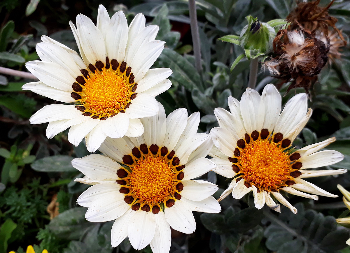 Изображение особи Gazania &times; hybrida.