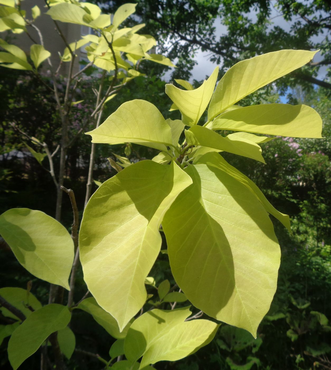 Image of genus Magnolia specimen.