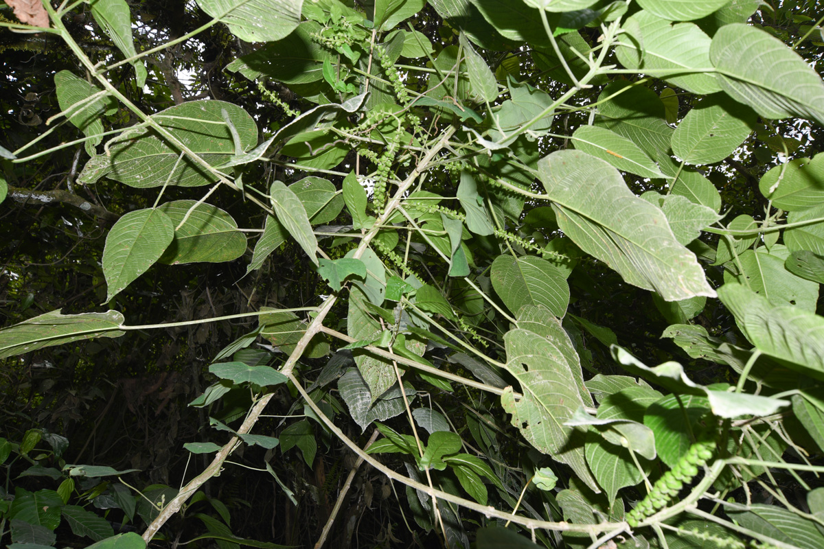 Изображение особи Acalypha peruviana.