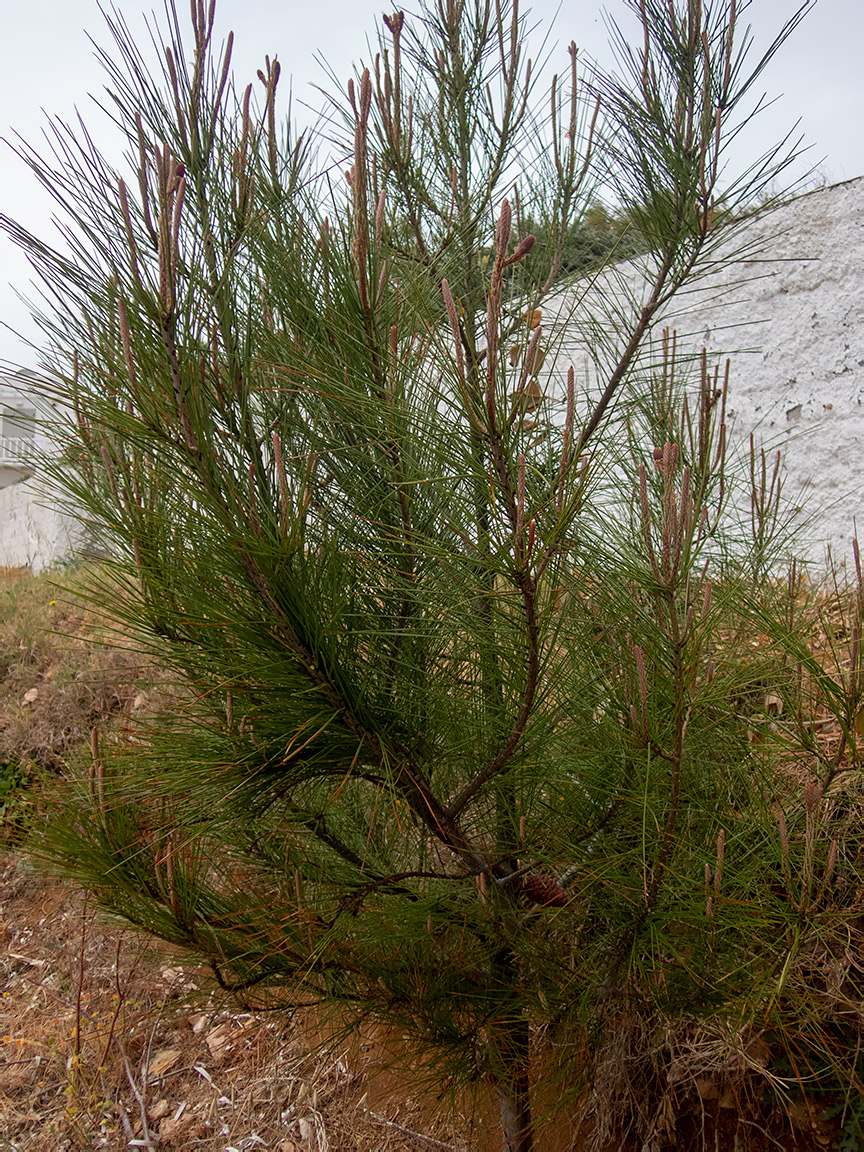 Image of genus Pinus specimen.