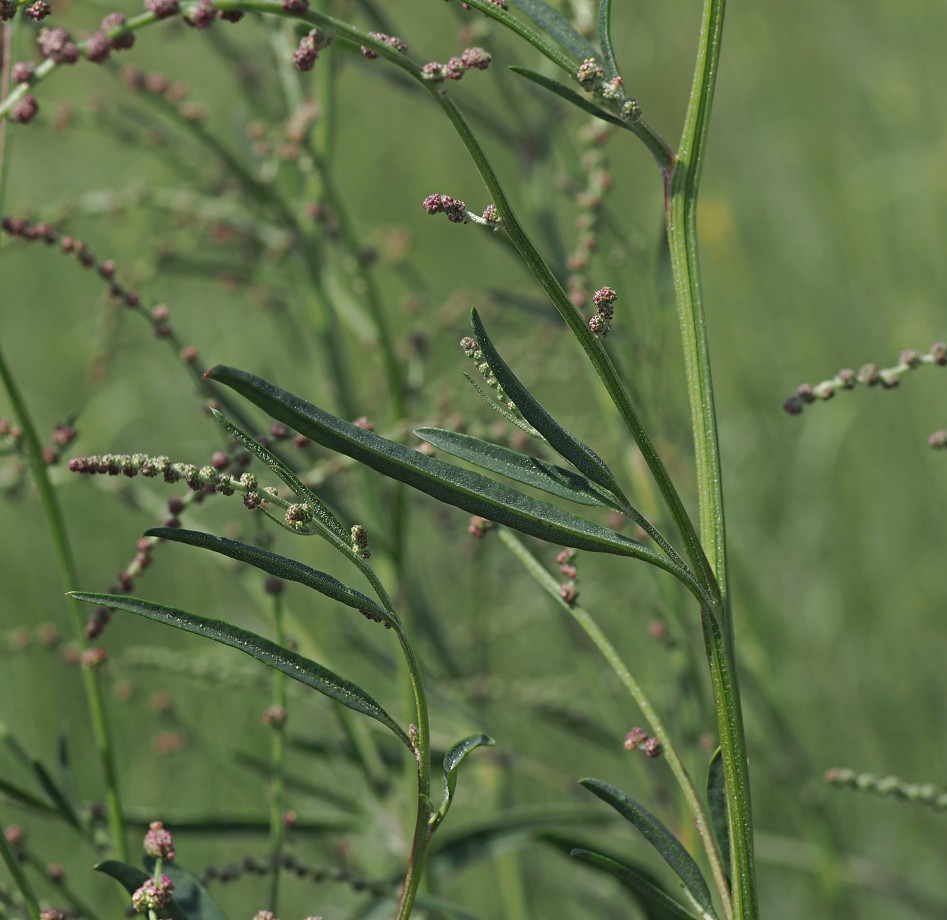 Image of Atriplex patens specimen.