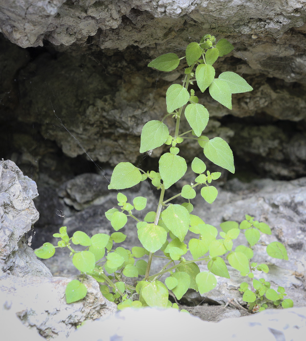 Image of Parietaria micrantha specimen.