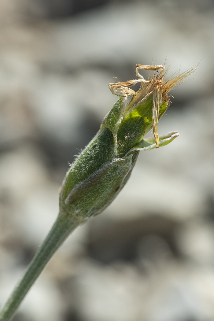 Image of Scorzonera turkeviczii specimen.