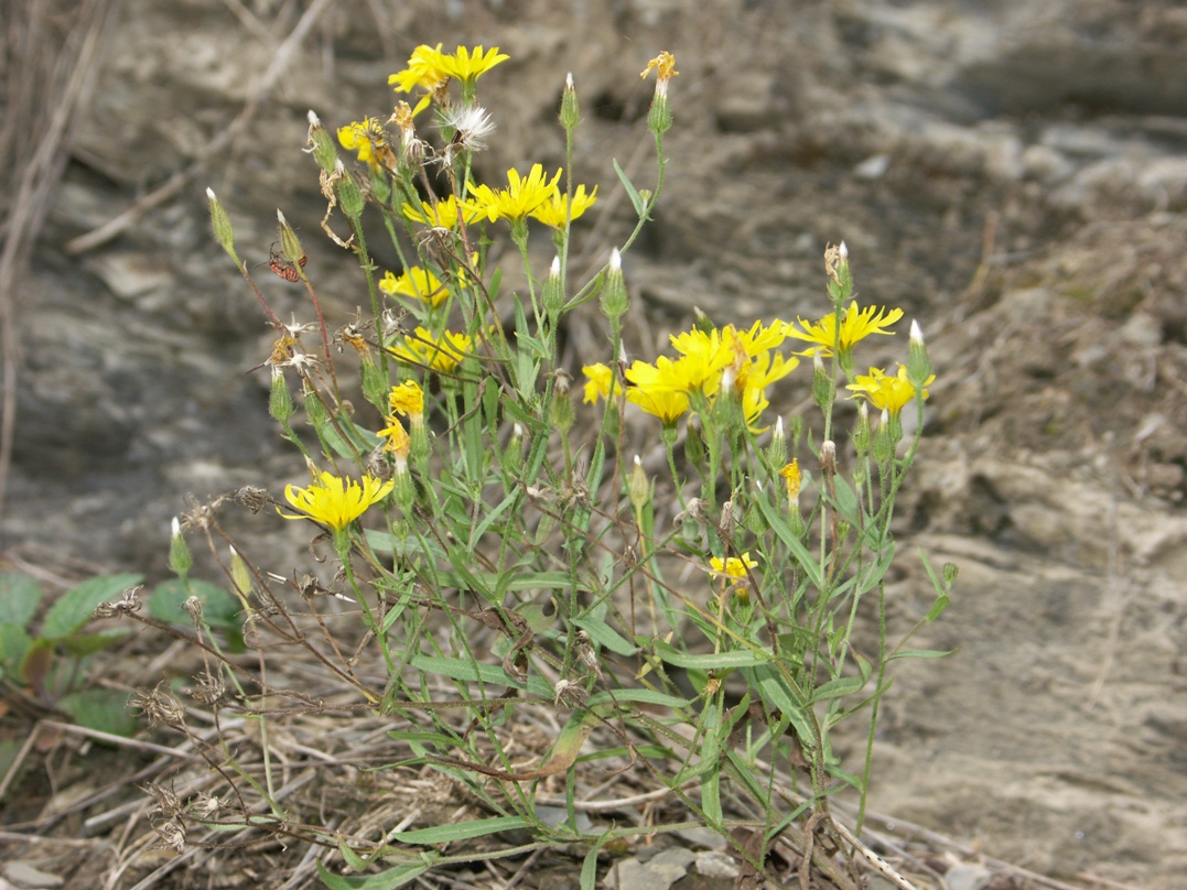 Image of Crepis foliosa specimen.